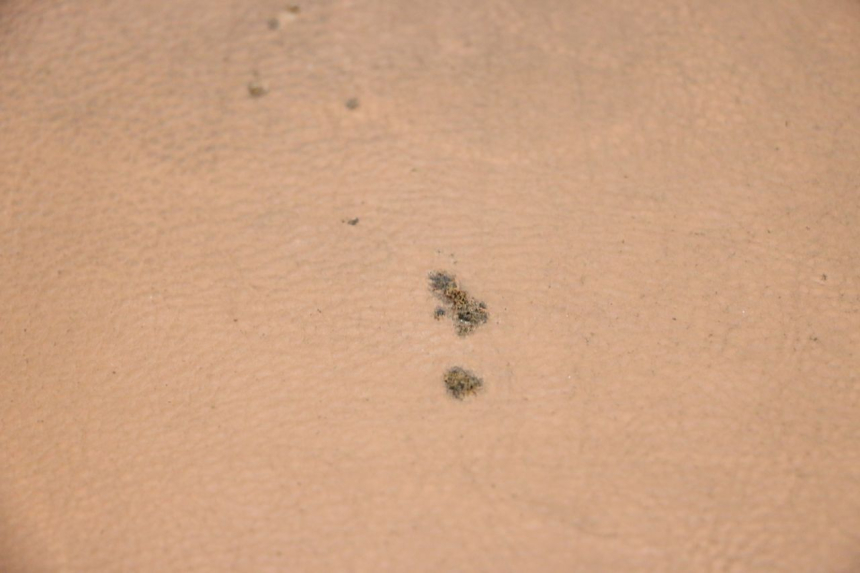 photo de ZITSEL SEGWAY NINEBOT E125S 1 (2022 - 2026) - Hoofdaanzicht