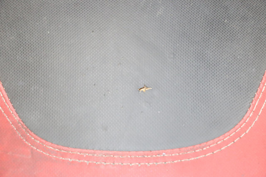 photo de ZITSEL PIAGGIO NEW TYPHOON 50 (2018 - 2021) - Staat van het oppervlak