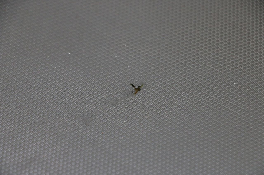 photo de ZITSEL SUZUKI GSF S BANDIT 600 (2000 - 2004) - Productaanzicht