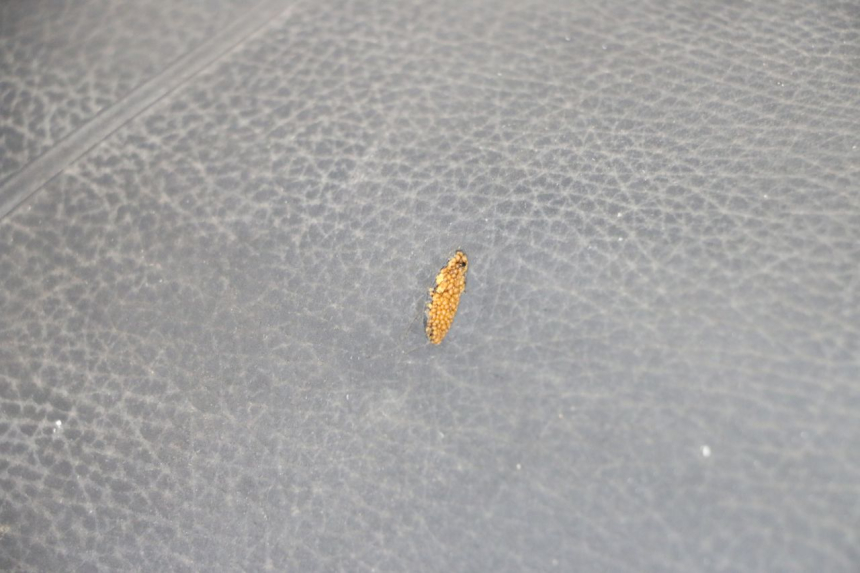 photo de ZITSEL PIAGGIO TYPHOON 80 (1994 - 1997) - Zoom op gebruiksstaat